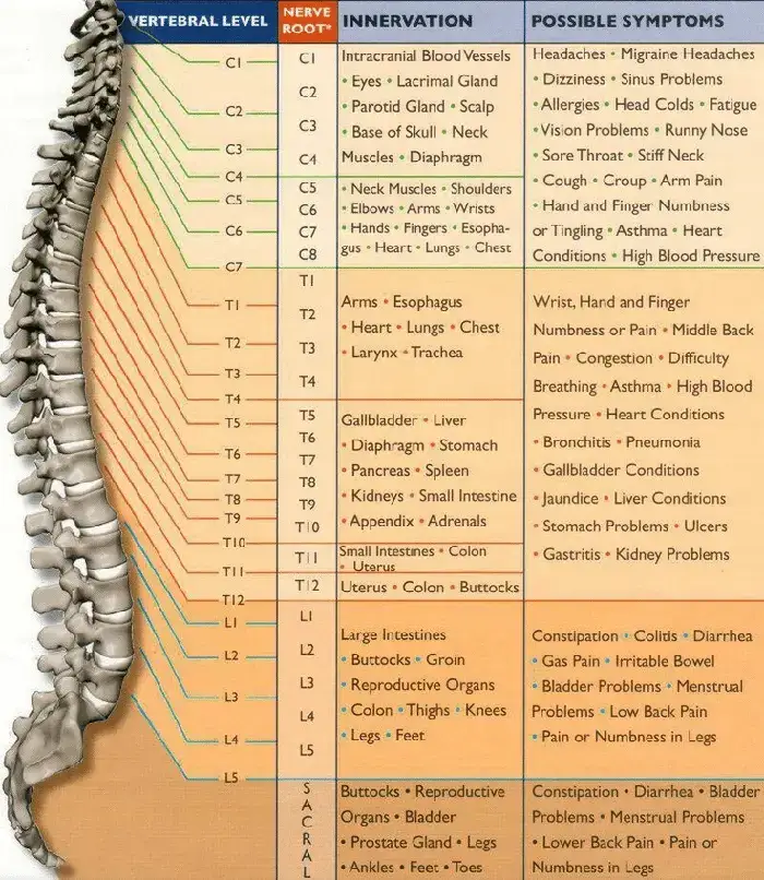 Chiropractic Grand Rapids MI Nerve Chart